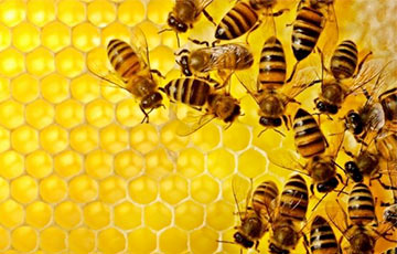 Словения собирается подарить всем странам Евросоюза пчел