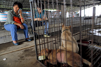 Китаянка спасла сотню собак от съедения