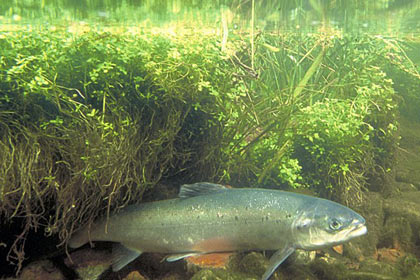 Сперма лосося поможет в добыче редкоземельных металов