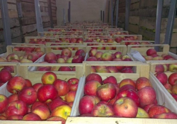 Инспекторы Россельхознадзора пересчитают урожай белорусских яблок