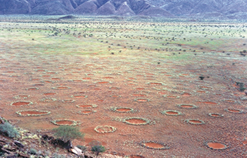 Ученые раскрыли загадку «ведьминых кругов» в Намибии