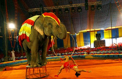 В Германии цирковой слон убил человека