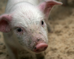 Беларусь разрешила транзит литовской свинины