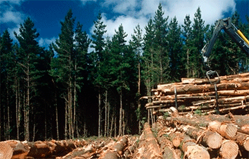 Вывоз российского леса в Китай достиг нового рекорда