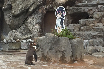 Покинутый подругой старый пингвин заинтересовался аниме-девочкой