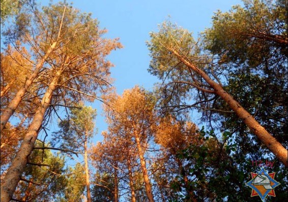 В Беларуси с начала года произошло более 340 лесных пожаров