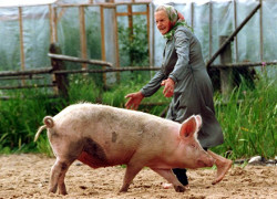 Сельчане с вилами и топорами защищают свиней от ветинспекции