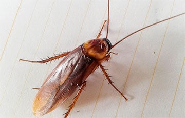 В Беларуси исчезают тараканы