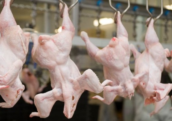 МАРТ завершает расследование по факту резкого роста цен на мясо птицы