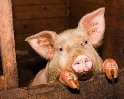 Поголовье свиней могут и не восстановить?