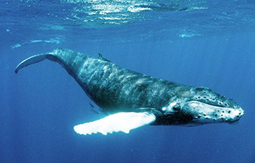 Видеофакт: Синий кит впервые заплыл в Красное море