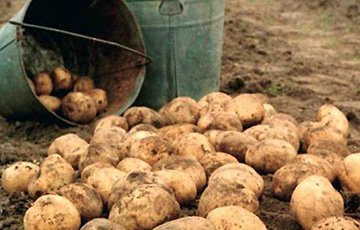 Борисовские «тунеядцы» будут работать за картошку
