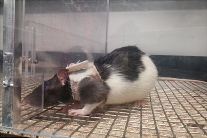 Эксперименты на крысах объяснили привлекательность женского белья