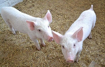 В 40 населенных пунктах Пружанского района запретили держать свиней