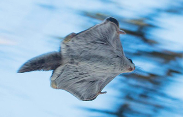 В Беларуси впервые за 20 лет обнаружили белку-летягу
