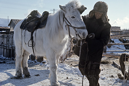 Ученые раскрыли секрет приспособления якутских лошадей к экстремальным холодам