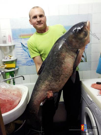 Житель Лиды выловил рыбу весом 25,6 кг