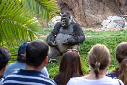 В сети влюбились в ставшую мемом гориллу-лектора