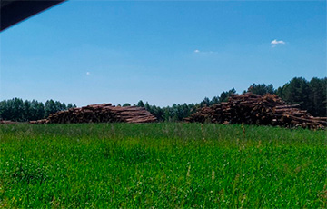 Как в белорусских регионах массово вырубают лес
