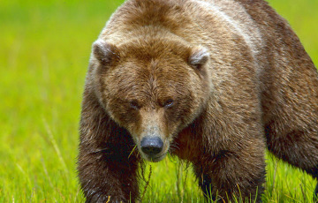 Медведь отвадил жителей Быховского района ходить по грибы и ягоды