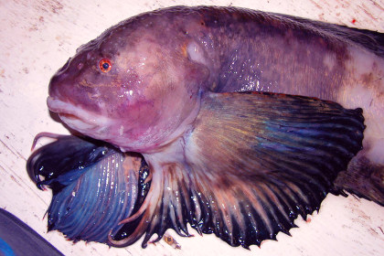 Биологи нашли рыбу на рекордной глубине