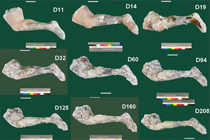 Ученые мумифицировали ногу человека по методу древних египтян