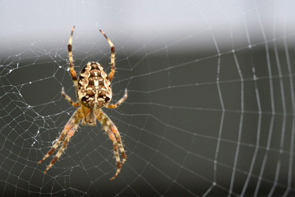 Страх перед пауками назвали ценным эволюционным преимуществом