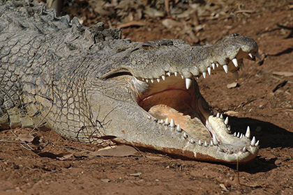 В Индонезии крокодил растерзал российского туриста