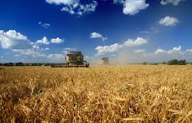 Лукашенко волнуется за финансовое оздоровление сельхозпредприятий