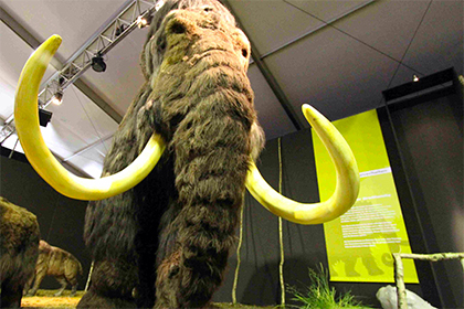 Ученые определили вес древних мамонтов и ленивцев