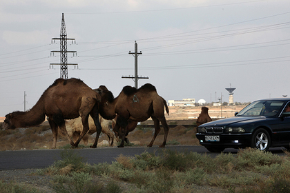 В результате столкновения Range Rover с верблюдом в Казахстане погибли пятеро