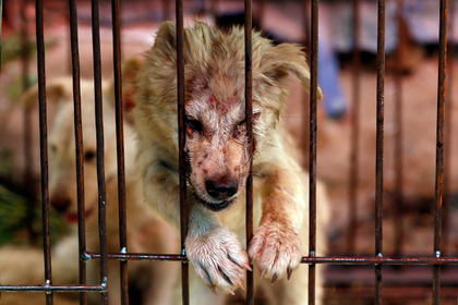 В Китае проигнорировали акции правозащитников и открыли фестиваль собачьего мяса