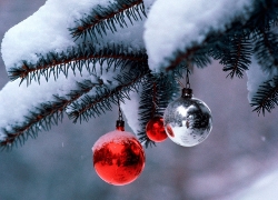 В Кричеве приезжие строители «раздели» новогодние елки