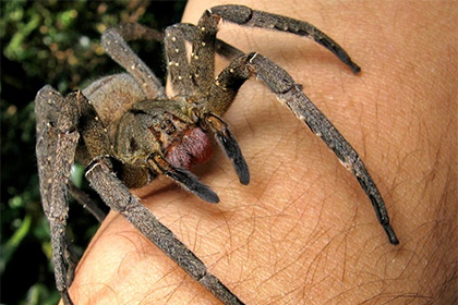 Виагру предложили заменить ядом бразильских странствующих пауков