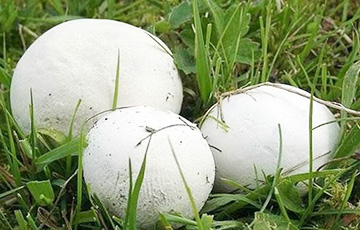 В Ивановском районе нашли два гигантских гриба-дождевика