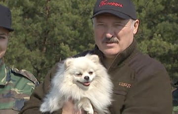 МК: Лукашенко приехал на саммит ОДКБ с наглой собакой