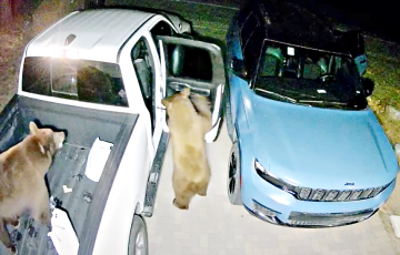 Видеофакт: В Калифорнии медведи залезли в авто и навели там свои «порядки»