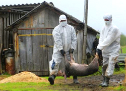 Украинский чиновник: В Беларуси напряженная ситуация с африканской чумой свиней
