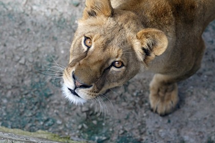 В южноафриканском парке львица напала на пару в автомобиле