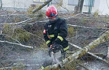 В МЧС рассказали о последствиях сильного ветра в Беларуси