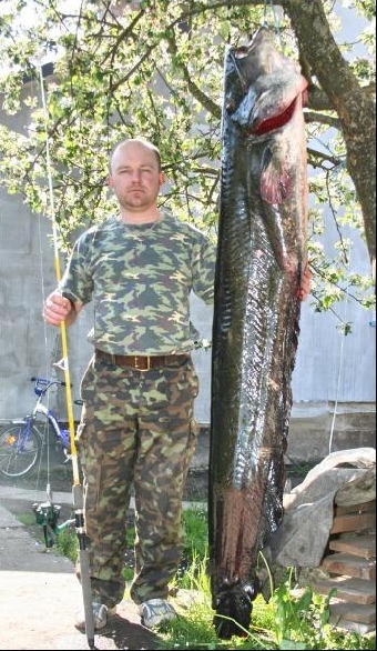 Рыбаки поймали на Припяти двухметрового сома (Фото,видео)
