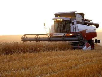 Уборку зерновых и зернобобовых культур в Беларуси планируется завершить через 10-12 дней
