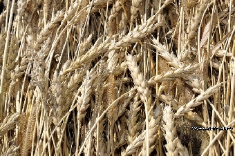 Россия предлагает  Беларуси и Казахстану не продавать зерно
