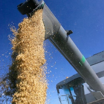 Хозяйства Беларуси по намолоту зерновых вплотную подошли к шестимиллионной отметке