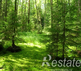 Россиянин украл более 140 куб.м белорусского леса