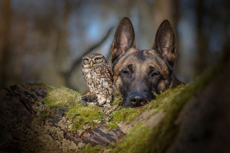 История о том, как сдружились сова и собака (Фото)