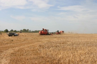 Массовая уборка зерновых завершилась в Беларуси