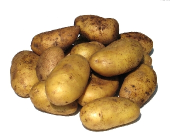 Беларусь получила экстренный заказ на поставку 40 тыс.т картофеля в Россию
