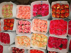 Брестские таможенники изъяли почти 3 тысячи роз и кактусов