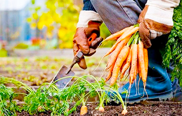 За работу в колхозе студентам гомельского вуза пообещали заплатить морковью